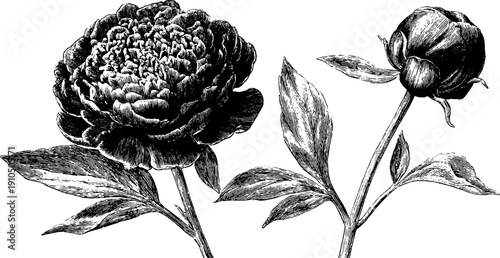 Vintage engraved peony bloom and bud illustration for print design