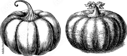 Vintage engraved pumpkin illustrations for autumn and thanksgiving design