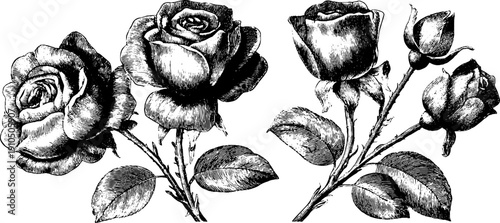 Elegant rose bouquet engraving for floral design and decor