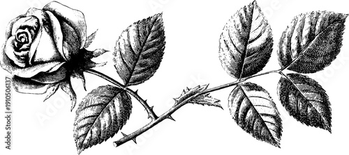 Vintage engraving of rose stem and leaves pair for botanical design and decorative art