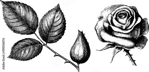 Vintage engraving of rose stem, leaf pair, and bloom for botanical design