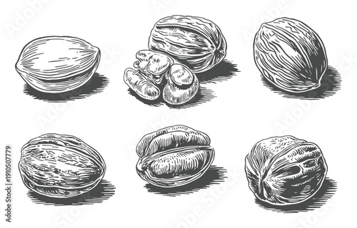 Vintage Engraving Style Illustrations of Various Nuts on a White Background