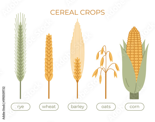 Vector flat set of cereal crops. Organic collection of types of grain crops - wheat, rye, barley, oats, corn. Natural plants of agriculture for bakery and food
