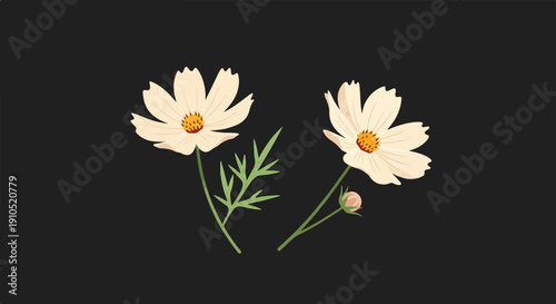 Delicate cream cosmos flowers and a bud with green foliage on a dark background