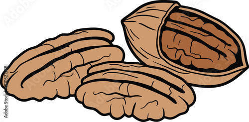 Walnut with Kernel Cartoon Vector Illustration of Healthy Organic Dry Fruit