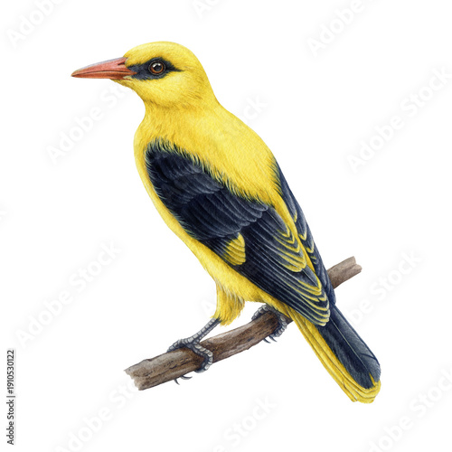 Foto Golden oriole on the branch watercolor illustration