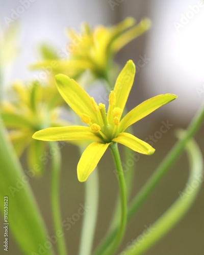 Fotografie Beautiful spring flower Gagea lutea