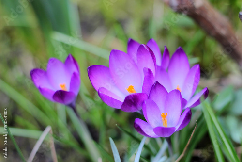 Cluster of purple crocus flowers