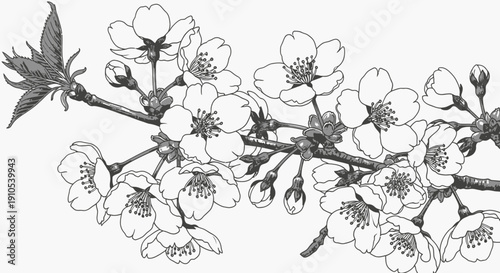 Cherry Blossom Branch with Flowers and Buds.