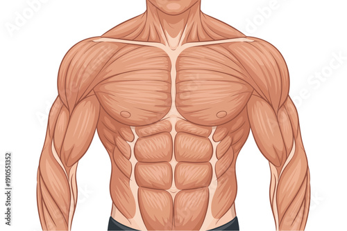 Male Torso Anatomy Vector Illustration