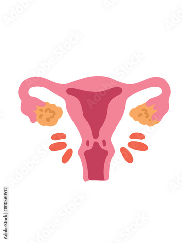medical illustration of cervix anatomy