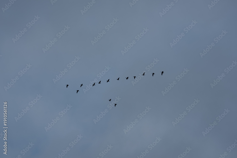 Obraz premium A wide shot of a flock of birds flying in a classic V shape formation across a vast blue sky during the autumn migration season.