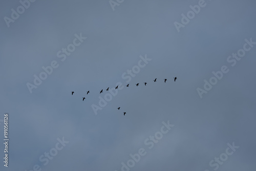 Wallpaper Mural A wide shot of a flock of birds flying in a classic V shape formation across a vast blue sky during the autumn migration season. Torontodigital.ca