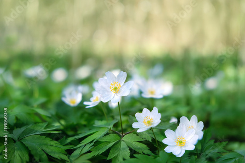 Beautiful white anemone flowers grow in spring forest, nature background. gentle flowers of wood anemone (Anemonoides altaica, anemone nemorosa). harmony of nature. spring seasonal floral landscape