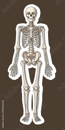 Anatomical Blueprint: An intricate depiction of the human skeletal structure, meticulously illustrating the framework of bones in the human form.