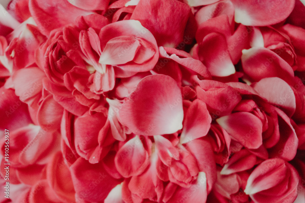 Naklejka premium Close-up composition of delicate red rose petals arranged in an elegant, romantic style. Soft natural texture and vibrant color create a beautiful floral background ideal for love, romance, weddings.