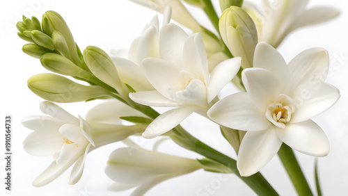 A close up of tuberose flowers showing delicate petals