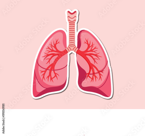 Anatomy of Respiration: A detailed illustration showcases the vital organs of respiration, focusing on the lungs and bronchial network, essential for breathing.