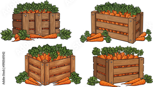 Vector illustration of wooden crates filled with fresh orange carrots and green tops, harvest vegetable collection isolated on white