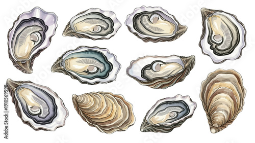 A charming watercolor collection of fresh oysters on the half shell, including detailed shells, pearlescent interiors, and coastal seafood textures.