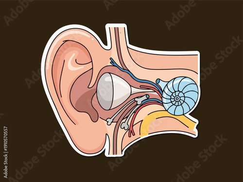 Inner Ear Illustration: A detailed and colorful illustration, offers an educational perspective on human hearing, dissecting the intricate components of the inner ear.
