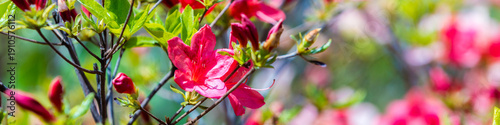 Azalea flowers in the garden in sunny day, natural spring floral background