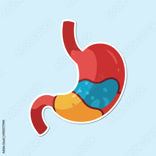 Human Stomach Anatomy: A detailed illustration of the human stomach showcasing the various parts and components, offering insight into the body's digestive system.