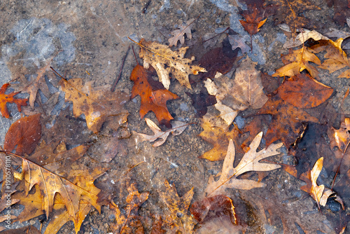 Billede på lærred Colorful autum leaves frozen in  ice. Abstract  background.
