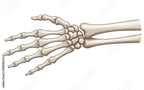 Human Hand Skeleton in Detail: A meticulously illustrated skeletal representation of a human hand, showcasing each bone with precision and anatomical accuracy, highlighting the intricate structure.