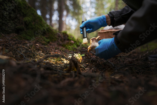 Female biologist exploring mushrooms in forest