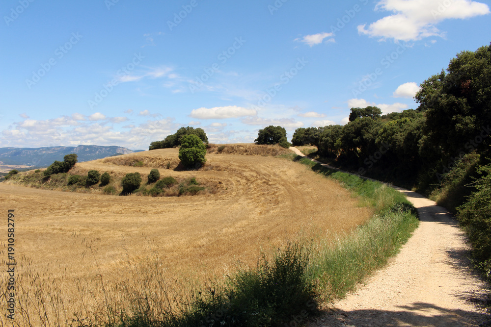 Fototapeta premium wheat fields on Camino de Santiago Frances in Luquin Navarra Spain July 2024