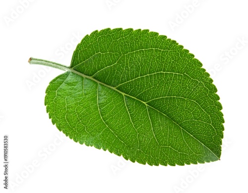 Wallpaper Mural Single bright green leaf shows distinct veins and serrated edges, centered on a white background Torontodigital.ca