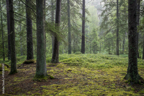 Scenic view of beautiful forest