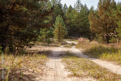 A dirt sandy road in a pine forest