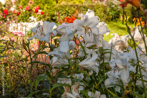 White lilies with large buds grow in the garden