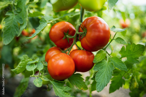 a bunch of red tomatoes hanging on a bush