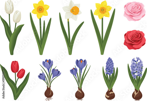 Spring flower collection with tulips daffodils roses crocus hyacinth and bulbs in flat vector illustration style