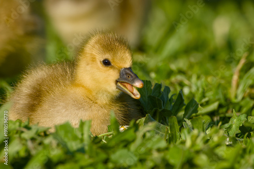Konstfotografi Greylag goose gosling in grass with open beak close up