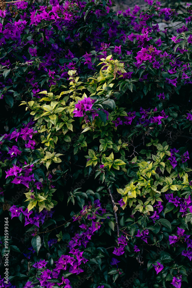 Fototapeta premium flowers in the garden