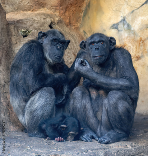 Familia de chimpancés abrazados con cría en el centro