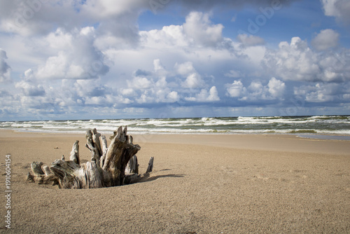 wood on the beach