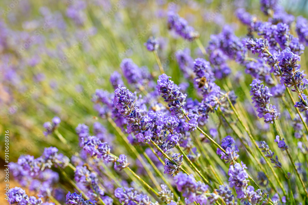 Fototapeta premium Lavender field in full fragrant bloom stretches into soft focus, delicate purple spikes glowing in golden sunlight on a peaceful summer afternoon