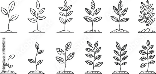 Black and white plant growth stages line art illustration set, minimalist botanical drawings showing sprout to mature leaves development for education, biology, and creative design projects