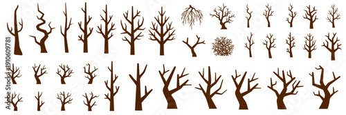 collection of various leafless dry tree branches and bare winter trunks set