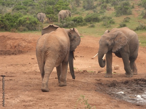 фотографія Elephant tussle