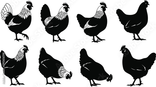 Black silhouette chicken icon collection featuring eight different poses with detailed feather patterns and simple outlines, ideal for farm design, agriculture projects, and educational illustrations