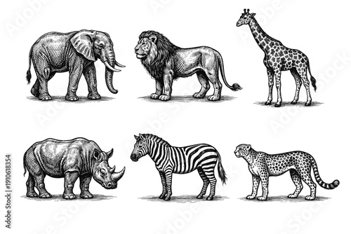 Vintage African animals engraving set, retro safari wildlife and exotic beast sketches in woodcut style