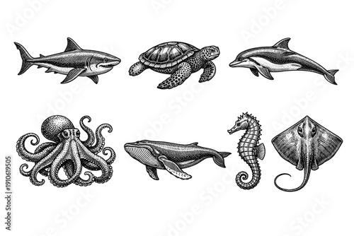 Vintage sea creatures engraving set, antique ocean animals and underwater life sketches in woodcut style