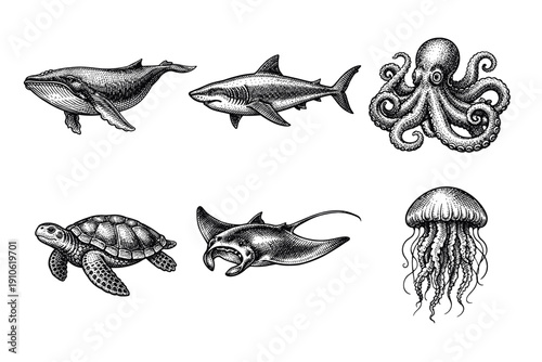Vintage sea creatures engraving set, antique ocean animals and underwater life sketches in woodcut style