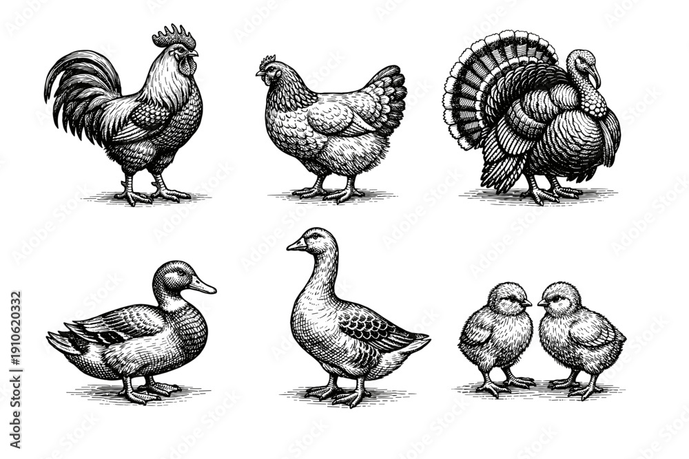 Fototapeta premium Vintage poultry engraving set, antique farm birds and chicken sketches in woodcut style